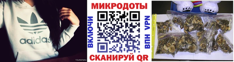 Купить Сунжа Галлюциногенные грибы Psilocybe